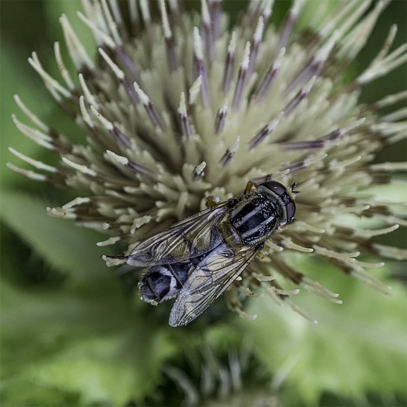 Allgäu 09 - 2014 - 20140910_0295 als Smartobjekt-1 Kopie.jpg